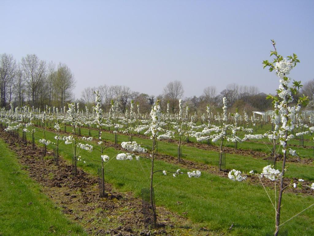 B&B Cherryfarm Brustem Zewnętrze zdjęcie