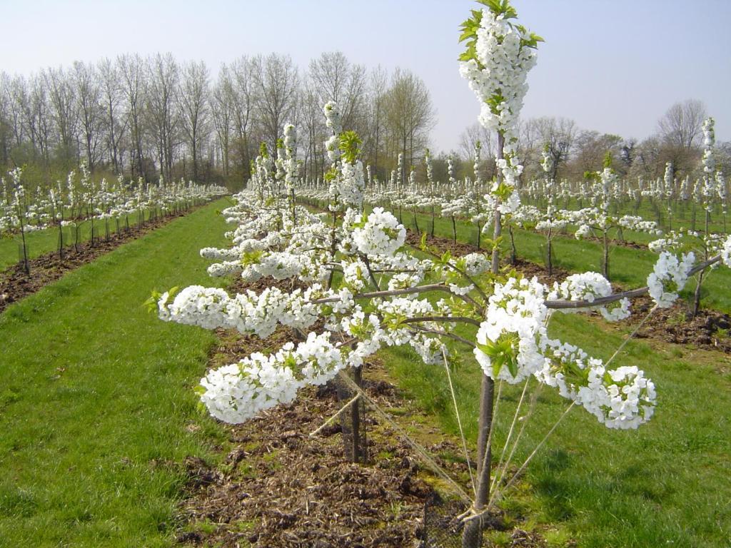 B&B Cherryfarm Brustem Zewnętrze zdjęcie