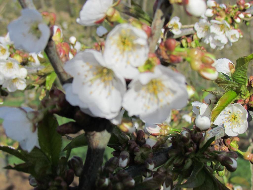 B&B Cherryfarm Brustem Zewnętrze zdjęcie